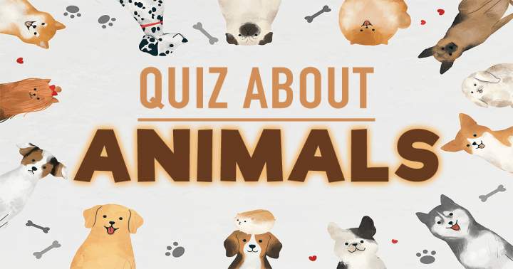 Banner for 'Animals Quiz'